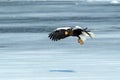 Steller`s sea eagle in flight, Hokkaido, Japan, majestic sea raptors with big claws and beaks, wildlife scene from nature,birding Royalty Free Stock Photo