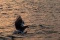 Steller`s sea eagle in flight hunting fish from sea at sunrise,Hokkaido, Japan, majestic sea eagle with big claws aiming to catch Royalty Free Stock Photo