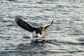 Steller`s sea eagle in flight hunting fish from sea at sunrise,Hokkaido, Japan, majestic sea eagle with big claws aiming to catch Royalty Free Stock Photo