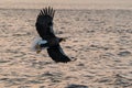 Steller`s sea eagle in flight at sunrise, Hokkaido, Japan, majestic sea eagle with big claws aiming to catch fish from water surfa