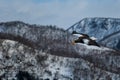 StellerÃÂ´s sea eagle flying in front of winter mountains scenery in Hokkaido, Bird silhouette. Beautiful nature scenery in winter. Royalty Free Stock Photo