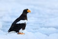 Steller`s sea eagle, Haliaeetus pelagicus, bird with catch fish, with white snow, Sakhalin, Russia. Eagle on ice. Winter Japan wi Royalty Free Stock Photo