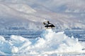 Steller`s sea eagle, Haliaeetus pelagicus, bird with catch fish, with white snow, Sakhalin, Russia. Eagle on ice. Winter Japan wi