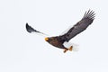 Steller`s sea eagle, Haliaeetus pelagicus, flying bird of prey, with blue sky in background, Hokkaido, Japan. Eagle with nature m Royalty Free Stock Photo