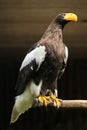 Steller's sea eagle (Haliaeetus pelagicus). Royalty Free Stock Photo