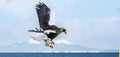 Adult Steller`s sea eagle in flight Royalty Free Stock Photo