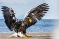 Steller`s sea eagle landing.  Scientific name: Haliaeetus pelagicus. Snow covered mountains, blue sky and ocean background. Royalty Free Stock Photo