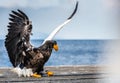 Steller`s sea eagle landing.  Scientific name: Haliaeetus pelagicus. Royalty Free Stock Photo