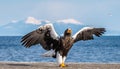 Steller`s sea eagle landing. Scientific name: Haliaeetus pelagicus. Snow covered mountains, blue sky and ocean background.