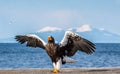 Steller`s sea eagle landing.  Scientific name: Haliaeetus pelagicus. Snow covered mountains, blue sky and ocean background. Royalty Free Stock Photo