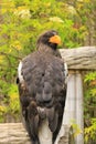 Steller`s Sea Eagle - Parque de Condor Royalty Free Stock Photo