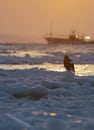 Steller`s Sea-Eagle perched on packice with ship in background Royalty Free Stock Photo