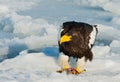 Steller`s Sea-Eagle perched on packice and with piece of fish as food Royalty Free Stock Photo