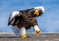 Steller`s sea eagle on the pier in the port. Japan. Hokkaido.