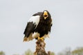 Steller`s sea eagle sits on a stump against the background of blue sky. The bird of prey looks down. Open beak Royalty Free Stock Photo