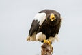 Steller`s sea eagle sits on a stump against the background of blue sky. The bird of prey looks down. Open beak Royalty Free Stock Photo