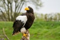 Steller`s sea eagle sits on a stump against the background of sky and trees. The bird of prey looks to the left Royalty Free Stock Photo