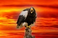 Steller`s sea eagle sits on a stump against a dramatic red and yellow sky. The bird of prey looks down. Open beak Royalty Free Stock Photo