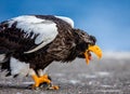 Steller`s sea eagle is standing on a pier in the port with a fish in its beak. Japan. Hokkaido.