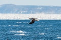 Steller`s sea eagle flying on a frozen sea coast, Japan.