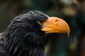 Steller's sea eagle a sturdy eagle Royalty Free Stock Photo