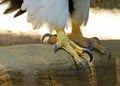 Steller`s Sea Eagle Talons