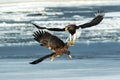 Steller`s sea eagle and white-tailed eagle fighting over fish, Hokkaido, Japan, majestic sea raptors with big claws and beaks,