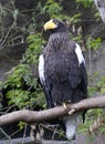 Steller`s sea eagle - winged predator