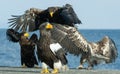 Fighting Steller`s sea eagles for prey.