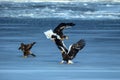 Steller`s sea eagles fighting over fish, Hokkaido, Japan, majestic sea raptors with big claws and beaks, wildlife scene from Royalty Free Stock Photo