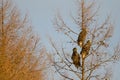 Steller's sea eagles on a tree.