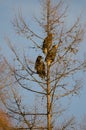 Steller's sea eagles on a tree.