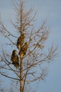 Steller's sea eagles on a tree.