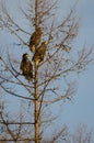 Steller's sea eagles on a tree.