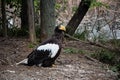 Steller Sea Eagle