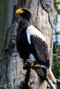 The Steller Sea Eagle perches on a tree Branch Royalty Free Stock Photo