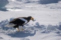 A Steller sea eagle is on the snow with a fish in its beak. Royalty Free Stock Photo