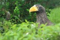 Steller sea eagle Royalty Free Stock Photo