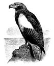 Steller Sea Eagle, vintage illustration