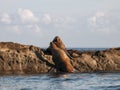 Steller Sea Lion Aggression