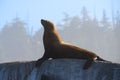 Steller sea lion on a cliff in the Broughton Archipelago in British Columbia, Canada