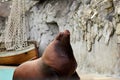 Steller sea lion emerges from the water Royalty Free Stock Photo
