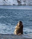 Steller sea lion