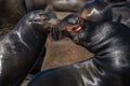 Steller Sea Lion growling Royalty Free Stock Photo