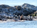Steller Sea Lion with Gulls