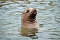 Steller Sea Lion looks above water and sticking it's tongue out Royalty Free Stock Photo