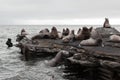 Steller Sea Lion or Northern Sea Lion (Eumetopias Jubatus) rookery. Kamchatka Peninsula Royalty Free Stock Photo