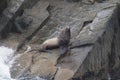 Steller sea lion at Resurrection Bay, Alaska, US Royalty Free Stock Photo