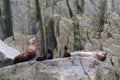 Steller sea lion at Resurrection Bay, Alaska, US Royalty Free Stock Photo