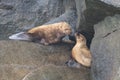 Steller sea lion at Resurrection Bay, Alaska, US Royalty Free Stock Photo